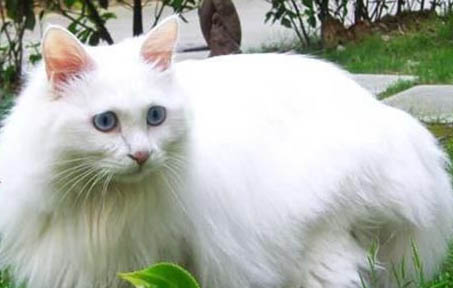 有哪些猫咪是身上味道很重的