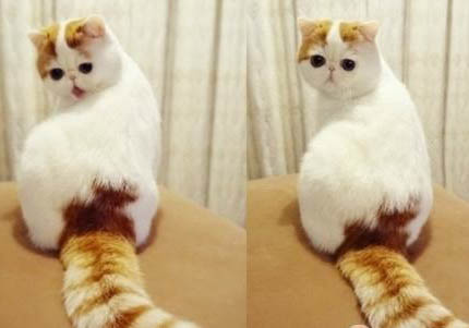 异国短毛猫尿结石的原因及处理方法
