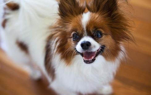 蝴蝶犬串串好养吗