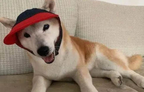 狗狗肝病有哪些症状