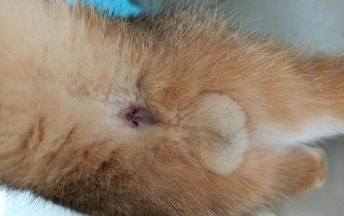猫爪子有没有狂犬病毒