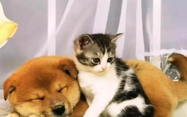 猫咪已经两天不吃不喝了