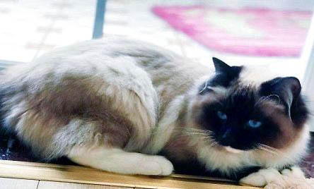 长毛暹罗猫和重点色布偶区别是什么