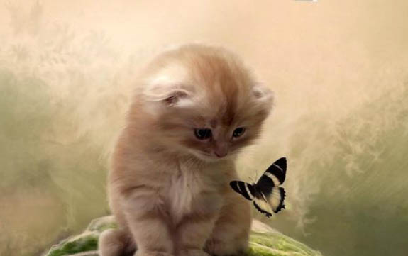 猫的品种有哪些?