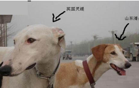 灵缇犬怎么训练