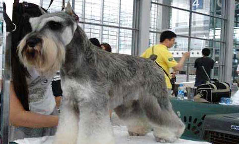 迷你雪纳瑞犬的美容修剪要点