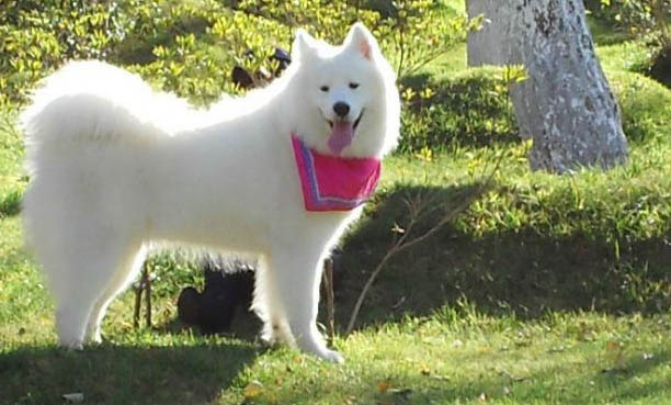 狗狗心脏不好的表现有哪些