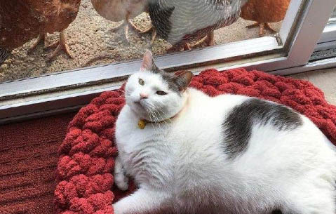 猫为什么吃完就吐