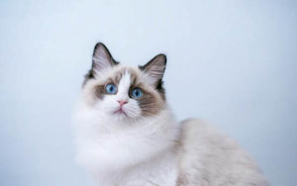 怎么照顾刚出生的小猫啊？