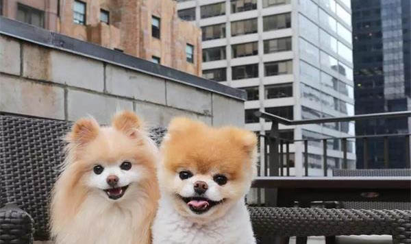 狗狗感冒了可以什么药好