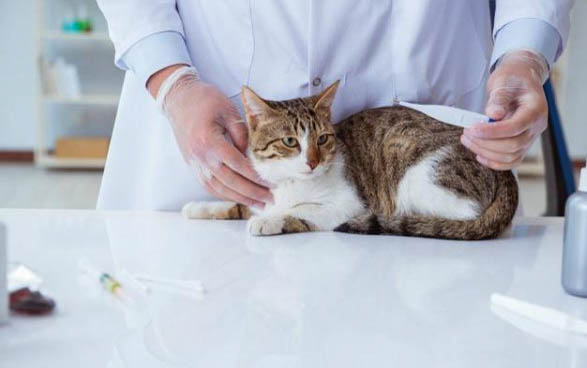 猫咪肺水肿可能出现什么症状