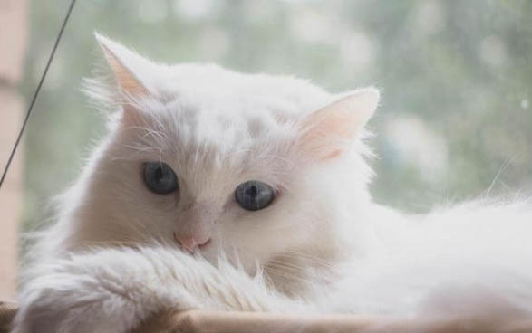 如何让猫接受新来的狗狗呢