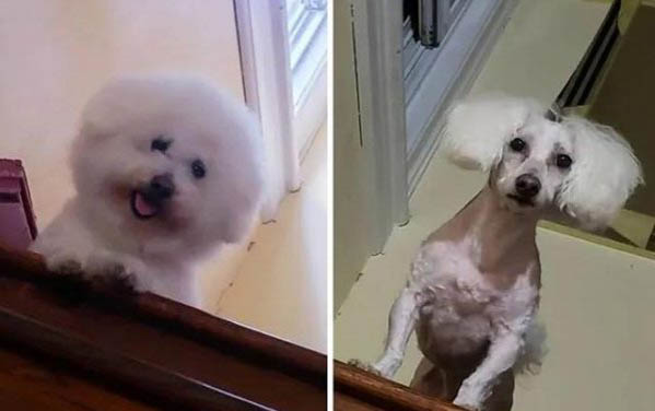 如何正确使用狗狗牵引绳