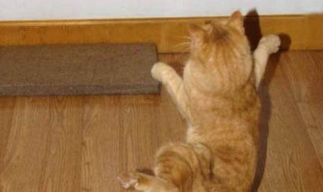 猫被粘鼠板粘住了怎么办？