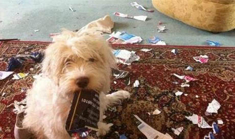 狗狗得犬瘟的症状是什么?