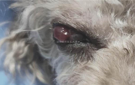 狗吃的益生菌在哪里买