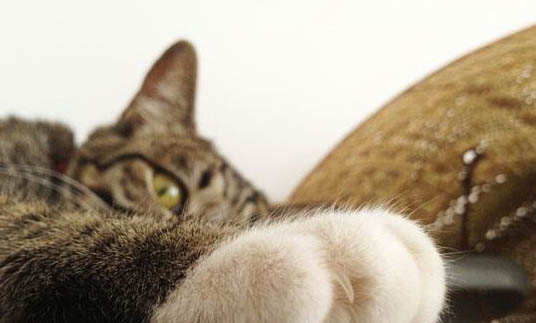 猫癣和猫皮炎的区别是什么