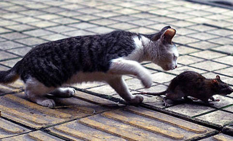 有的猫咪为什么老鼠不怕猫咪