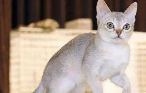 新加坡猫脱毛很严重的原因及处理方法