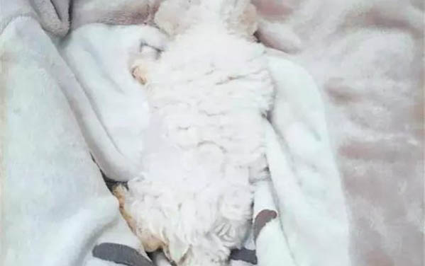 比熊犬的寿命一般是多久