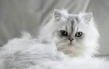 金吉拉猫的一点缺点