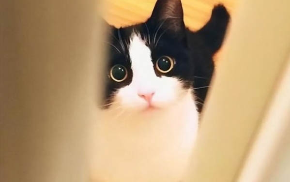 两个月大的小猫能吃虾仁吗