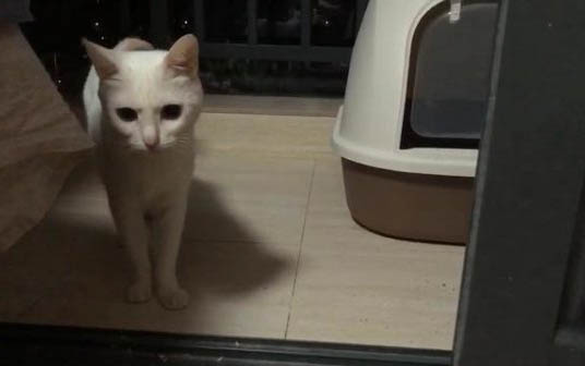 小猫不吃东西还呕吐怎么办?