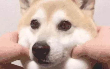 狗狗拉稀是什么原因及处理方法