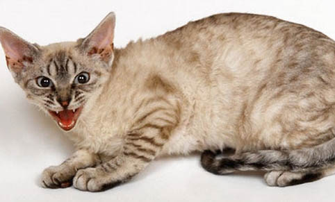 猫咪一般多久驱一次虫