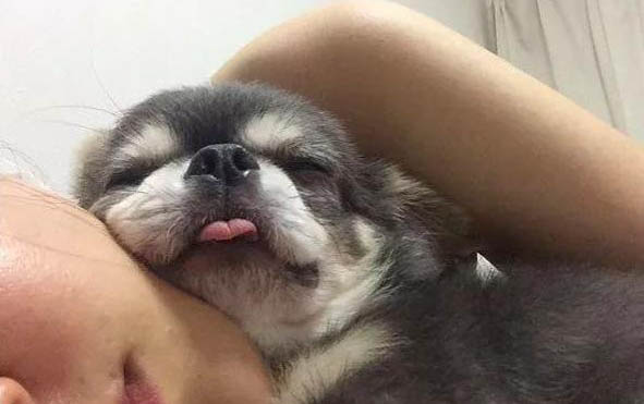 狗狗止痛药有哪些牌子