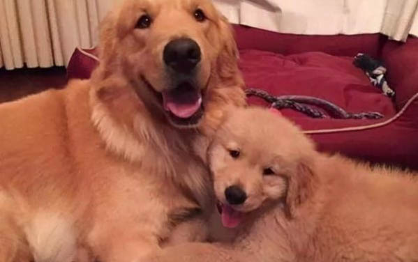 金毛和马犬杂交后代