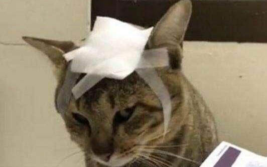 可以用酒精给猫咪消毒