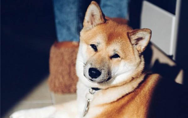 狗狗多大可以训练定点大小便