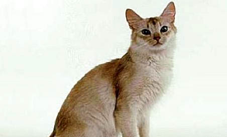 索马里猫发烧怎么处理