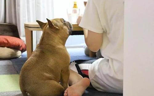 小狗金毛多少钱一只
