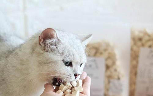 猫咪的喂食时间和次数