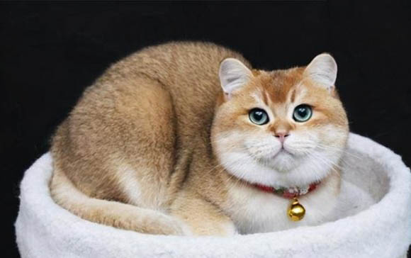 英短蓝猫吐白沫的原因及处理方法