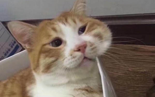 土猫的品种有哪些