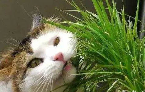 猫嘴唇长黑点是什么原因