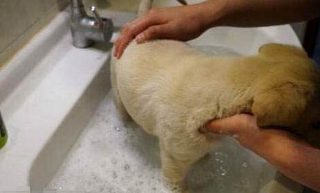 拉布拉多犬多久认主人