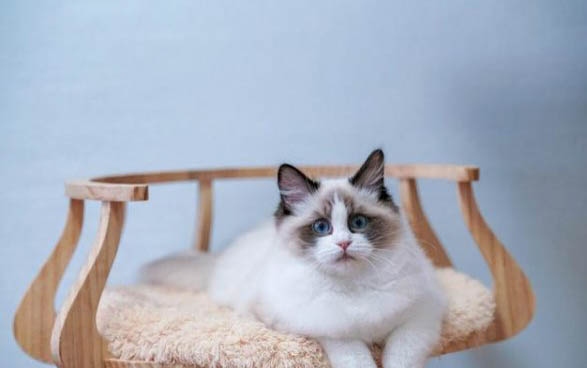 猫咪40天可以处理耳螨吗