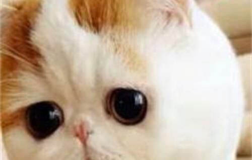 猫会不会晕车