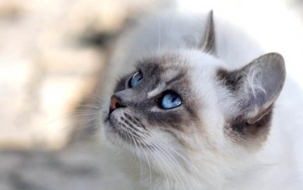 巨食道症的猫能活多久