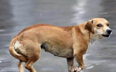 哪个狗零食好