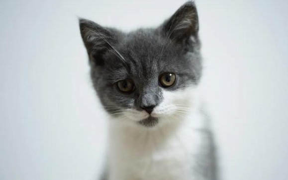 猫咪流黄鼻涕还有眼屎是怎么回事