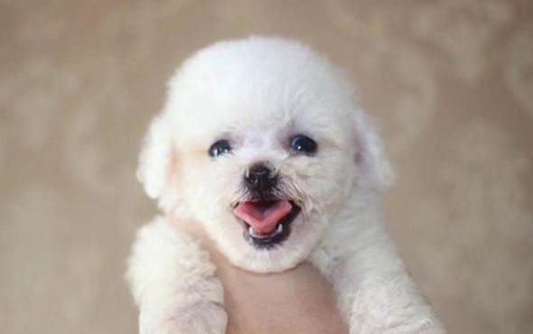 犬瘟试纸怎么用