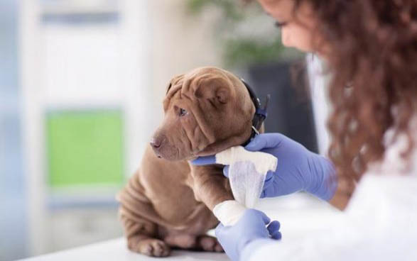 狗狗怎么预防细小和犬瘟