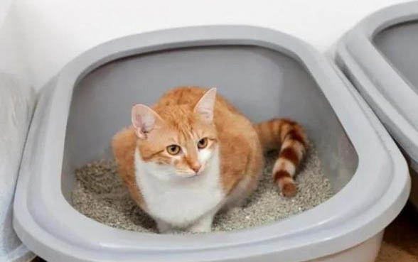 生气把猫重重摔地上抽搐不动