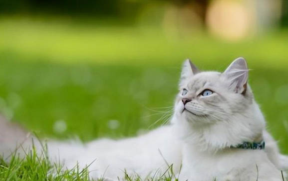 2个月猫咪为什么会得猫瘟