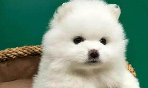 狗狗牵引绳哪里有卖